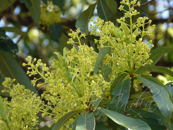 Lanceleaf Bay Tree